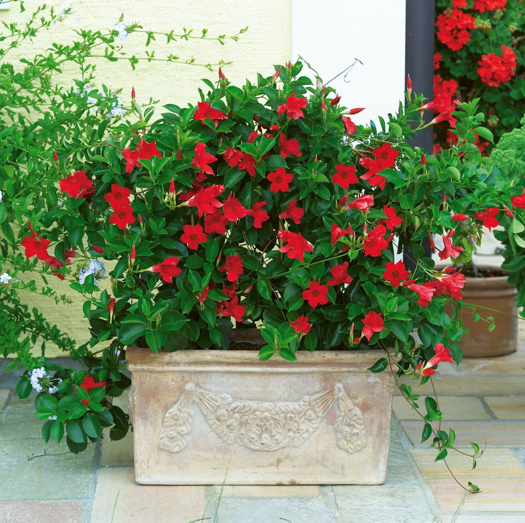 Rote Ballarina.jpg © Kärntner Gärtner Rote Ballarina.jpg © Kärntner Gärtner