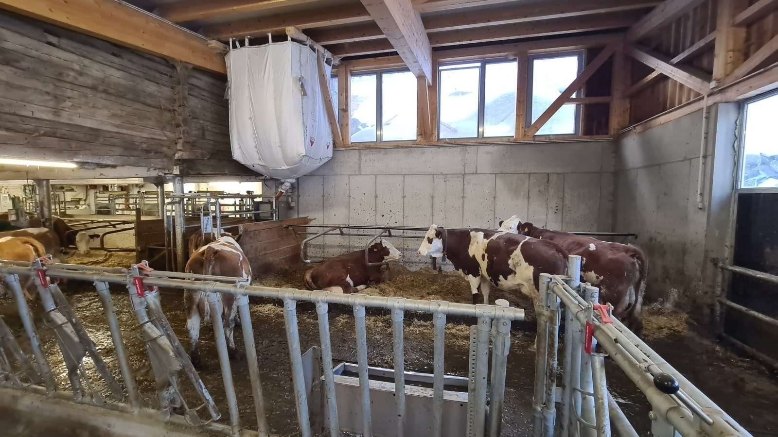 Erweiterter Tierwohlbereich Suntinger.jpg © EIP Projekt Berg-­Milchvieh