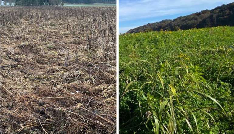 Drohnensaat vor und nach Winter.jpg © BWSB/Poinstingl Drohnensaat vor und nach Winter.jpg © BWSB/Poinstingl