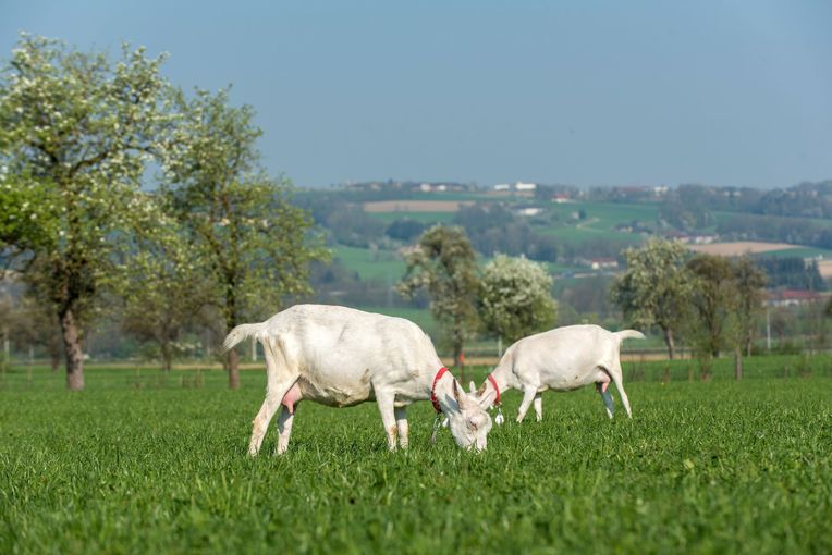 Ziegen.jpg © SZZV Kärnten Ziegen.jpg © SZZV Kärnten