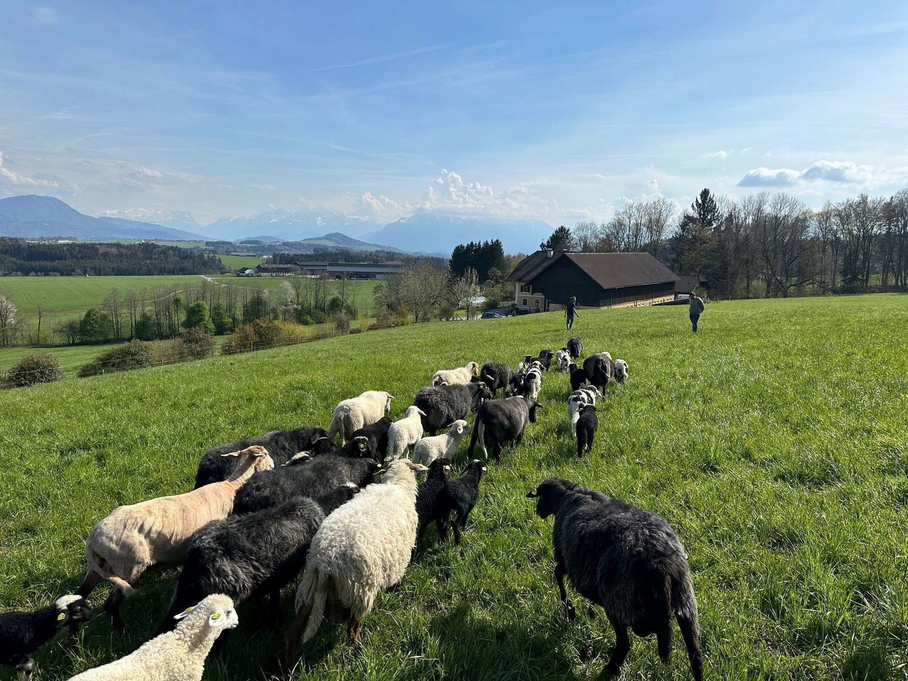 Krainer Steinschaf Züchtertreffen 2023 © Schaf- und Ziegenzuchtverband Kärnten