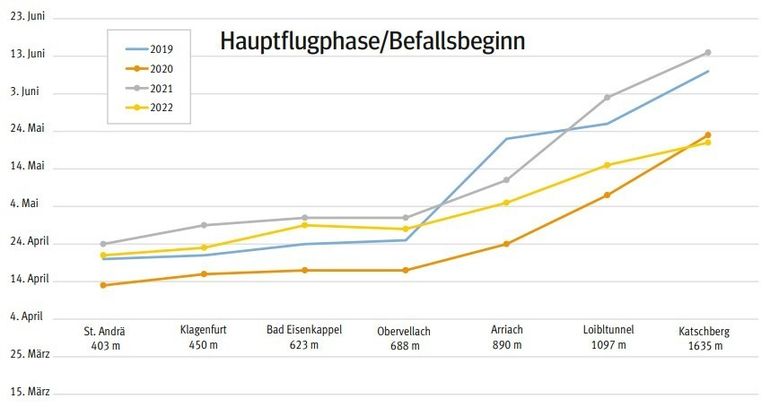 Hauptflugphase/Befallsbeginn Buchdrucker.jpg © Kordasch