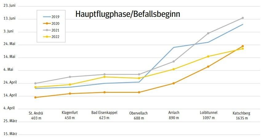 Hauptflugphase/Befallsbeginn Buchdrucker.jpg © Kordasch
