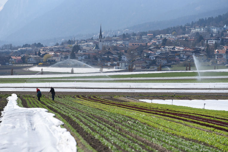 Salatfelder © LK Tirol