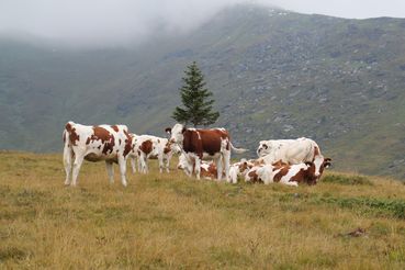 Jungrinder und Kalbinnen.jpg © Egger