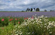 Biodiversitätsflächen.jpg © Gerhard Geisberger/Friedersbach