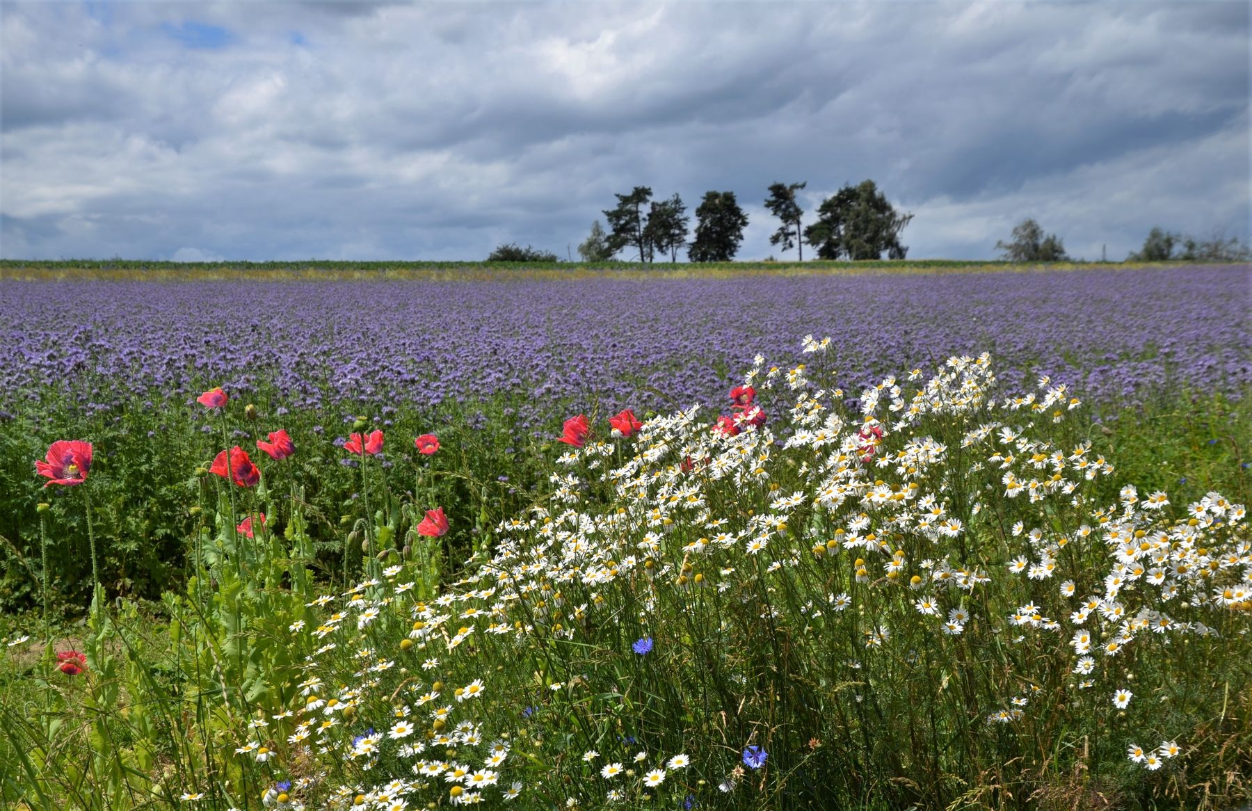 Biodiversitätsflächen.jpg © Gerhard Geisberger/Friedersbach