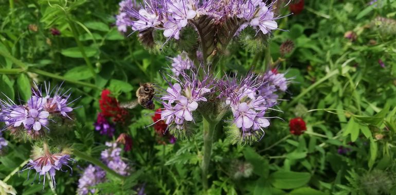 Bienenweide.jpg Bienenweide.jpg