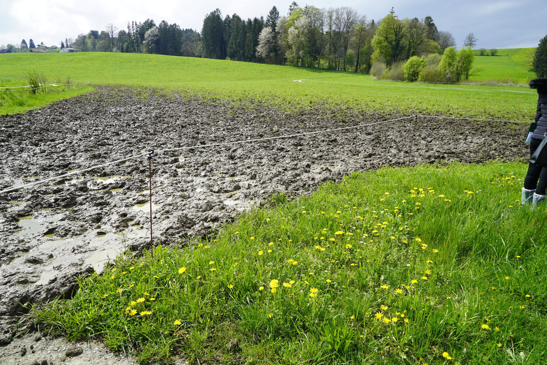Bio-Weide: Flexiblere Regelungen für mehr Tierwohl gefordert.jpg © Kronreif Bio-Weide: Flexiblere Regelungen für mehr Tierwohl gefordert.jpg © Kronreif