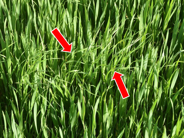 Raygras im Winterweizen.png © LK OÖ/Köppl Raygras im Winterweizen.png © LK OÖ/Köppl