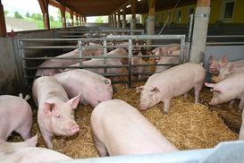 Tirol Schweine LK OÖ Frei.jpg Tirol Schweine LK OÖ Frei.jpg