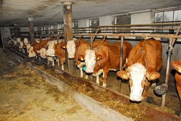 Anbindestall.jpg © agrarfoto.com Anbindestall.jpg © agrarfoto.com