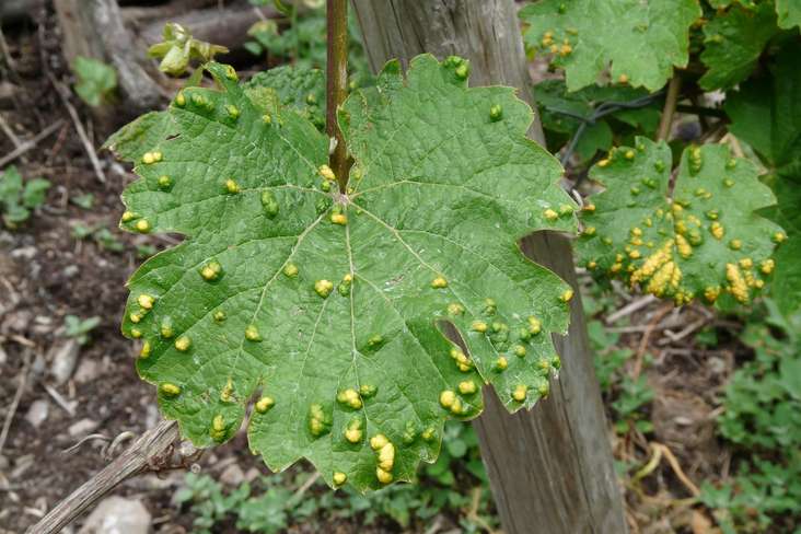 Pockenmilbe Wein Pockenmilbe Wein