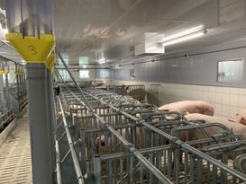 Repo 21 22 Betrieb Neumair Bild 3 Der kombinierte Deck- und Wartebereich bietet den Sauen viel Platz, Licht und ein angenehmes Klima privat Neumair.jpg Repo 21 22 Betrieb Neumair Bild 3 Der kombinierte Deck- und Wartebereich bietet den Sauen viel Platz, Licht und ein angenehmes Klima privat Neumair.jpg