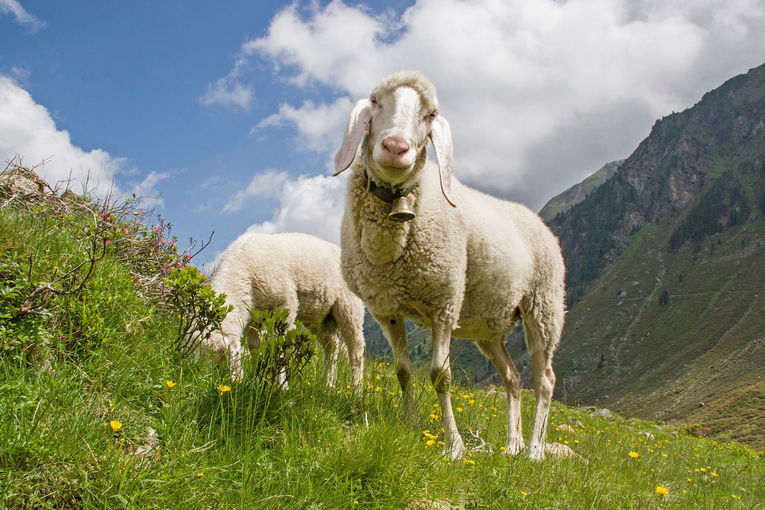 Hans-und-Christa-Ede--AdobeStock 198646552.jpg