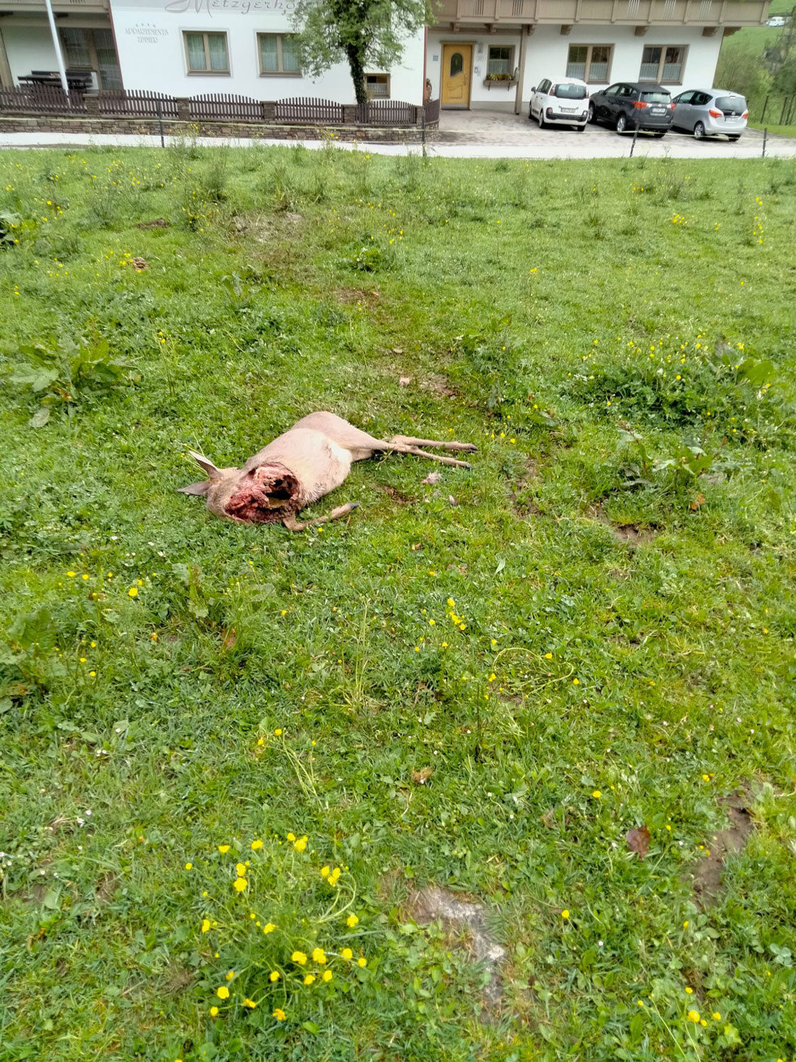 Riss-Reh-Hopfgarten-Kopie.jpg © LK Tirol Riss-Reh-Hopfgarten-Kopie.jpg © LK Tirol