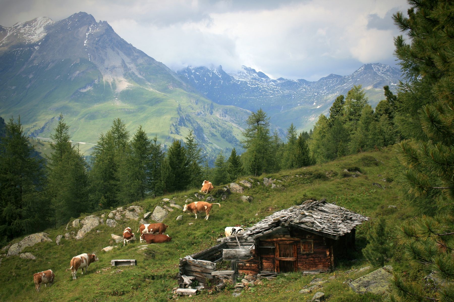 Rinderalm © stock.adobe.com Rinderalm © stock.adobe.com