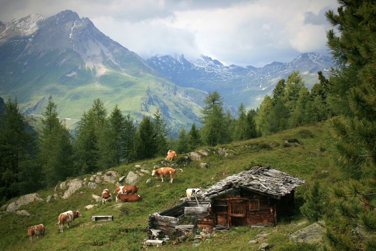 Rinderalm © stock.adobe.com Rinderalm © stock.adobe.com