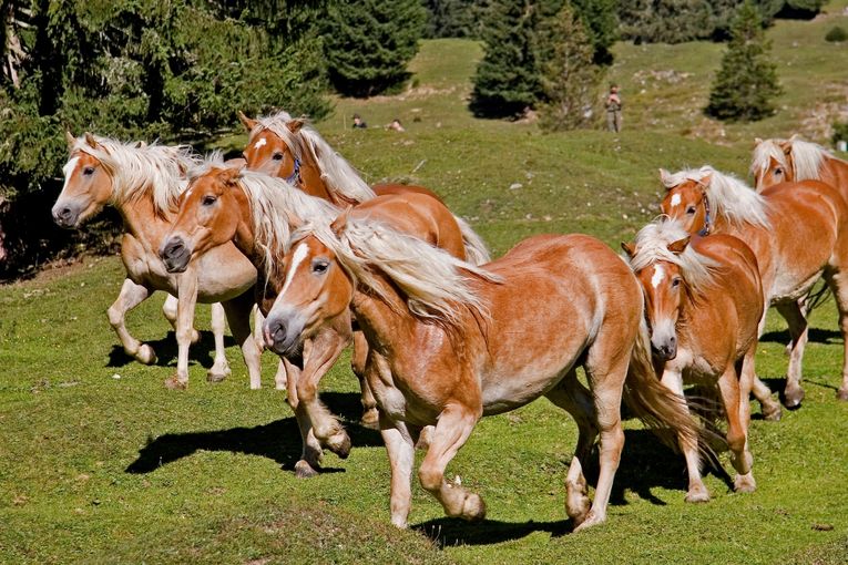 Almauftrieb Pferde.jpg © stock.adobe.com Almauftrieb Pferde.jpg © stock.adobe.com