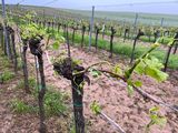 Hagelschaden an Wein in NÖ am 23.05.2023