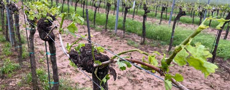 Hagelschaden an Wein in NÖ am 23.05.2023