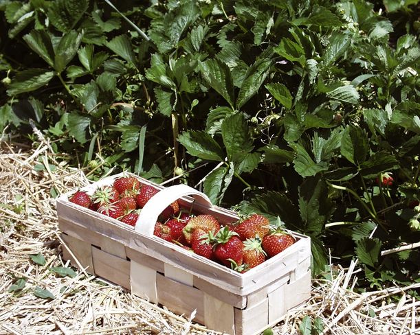Erdbeeren Original AMA Marketing.jpg