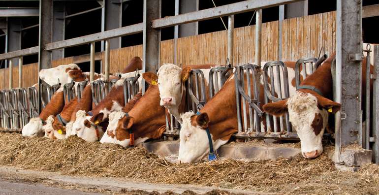 Stallhaltung Rinder Stallhaltung Rinder