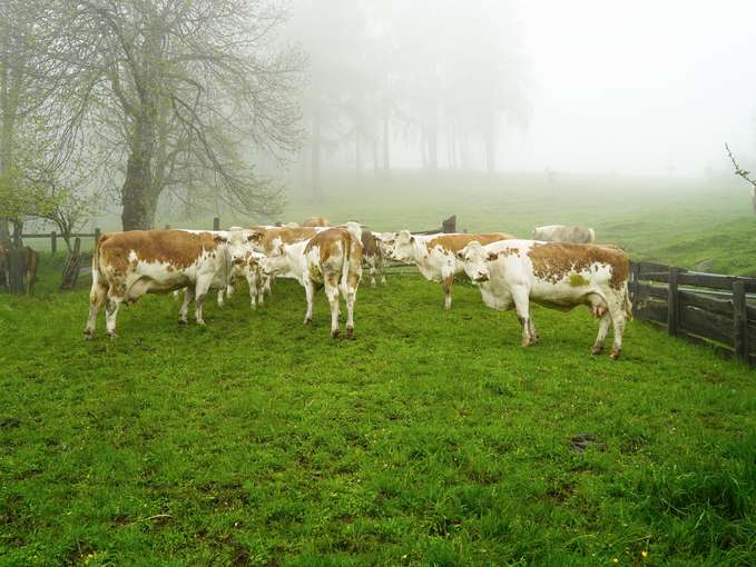 Zwei Rassen mit Seltenheitswert – Unterholz-Hof in Pfarrwerfen.jpg