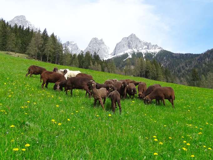 Zwei Rassen mit Seltenheitswert – Unterholz-Hof in Pfarrwerfen.jpg