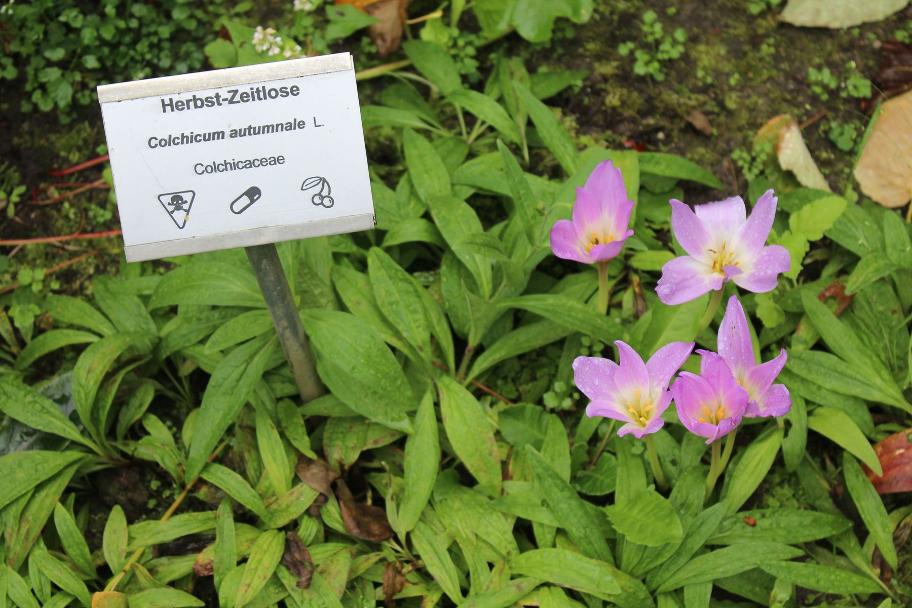 Herbstzeitlose.jpg © stock.adobe.com Herbstzeitlose.jpg © stock.adobe.com