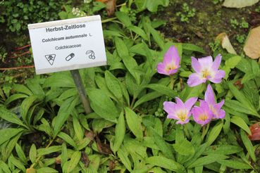 Herbstzeitlose.jpg © stock.adobe.com Herbstzeitlose.jpg © stock.adobe.com
