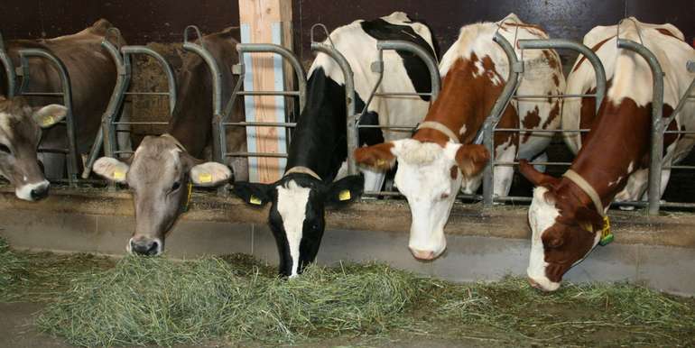 Rinder im Stall beim Fressen