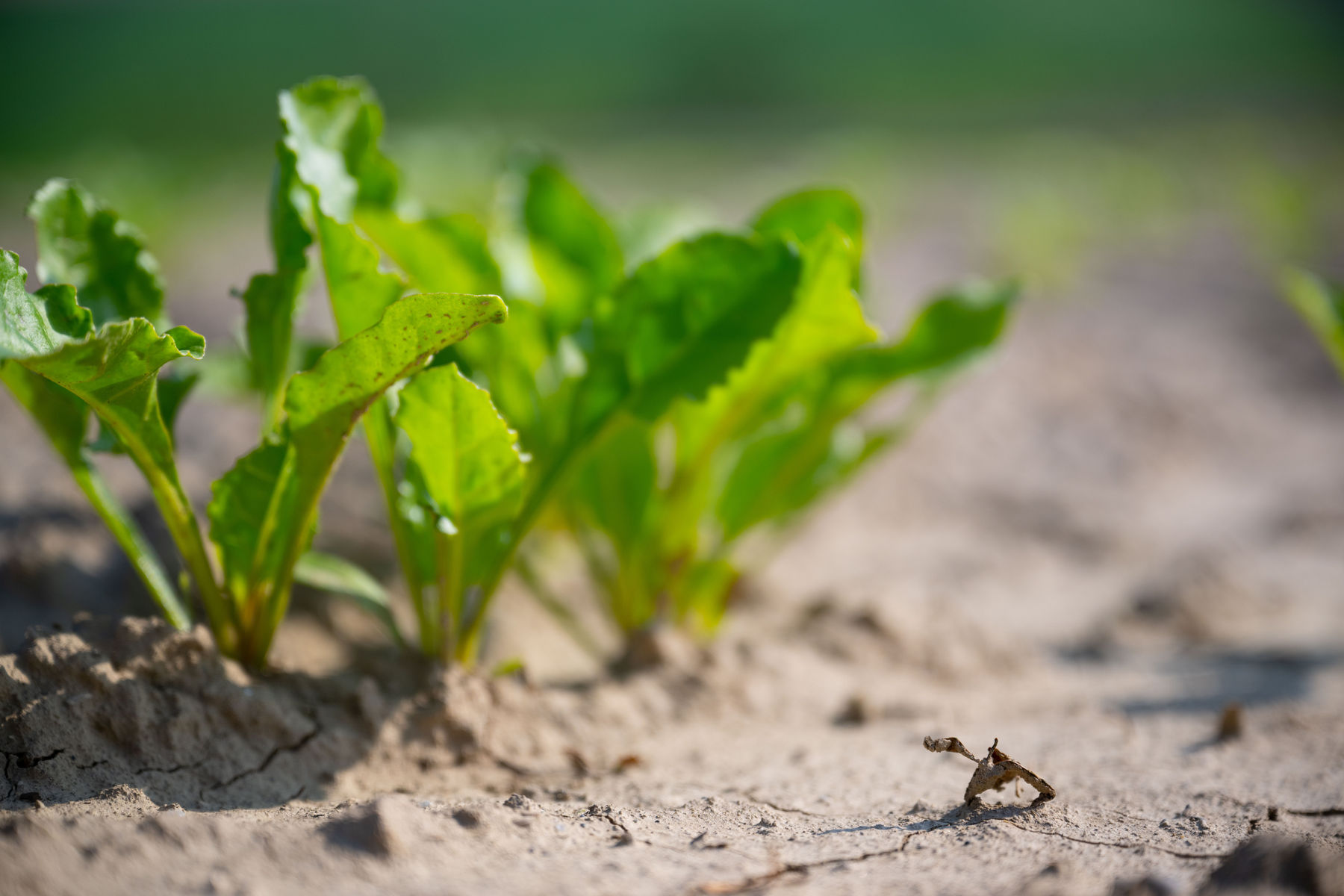 © BML/Hemerka © BML/Hemerka