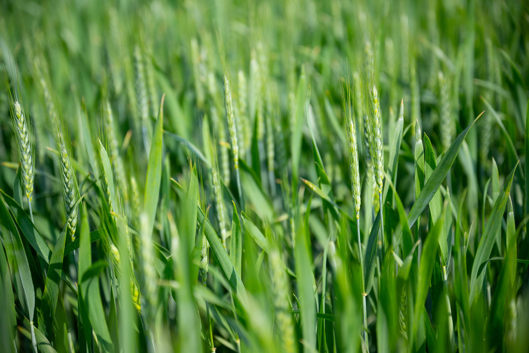 © BML/Hemerka © BML/Hemerka