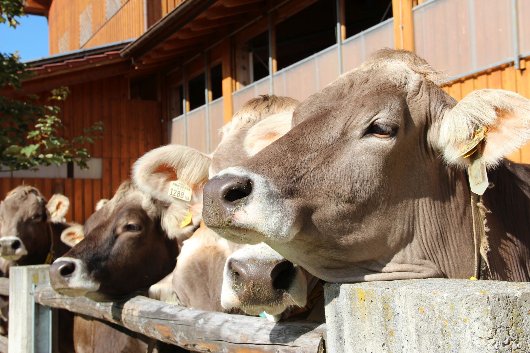 FotoWeltmilchtag_LKTirol.jpg © LK Tirol FotoWeltmilchtag_LKTirol.jpg © LK Tirol