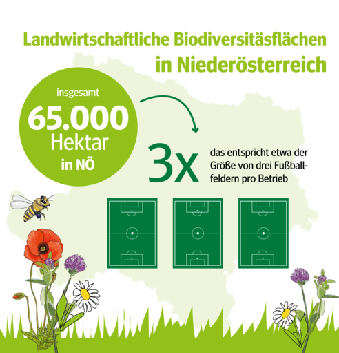 Grafik des Monats Juni_Zeichenfläche 1 Kopie.png © LK Niederösterreich Grafik des Monats Juni_Zeichenfläche 1 Kopie.png © LK Niederösterreich
