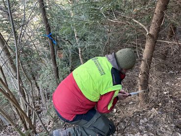 Laubholzpflege Stieleiche.jpg © Landesforstdirektion Laubholzpflege Stieleiche.jpg © Landesforstdirektion