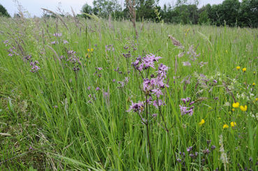 Biodiversitätsflächen.jpg © LK/Dürnberger