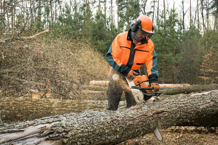 Holznutzung.jpg © stock.adobe.com