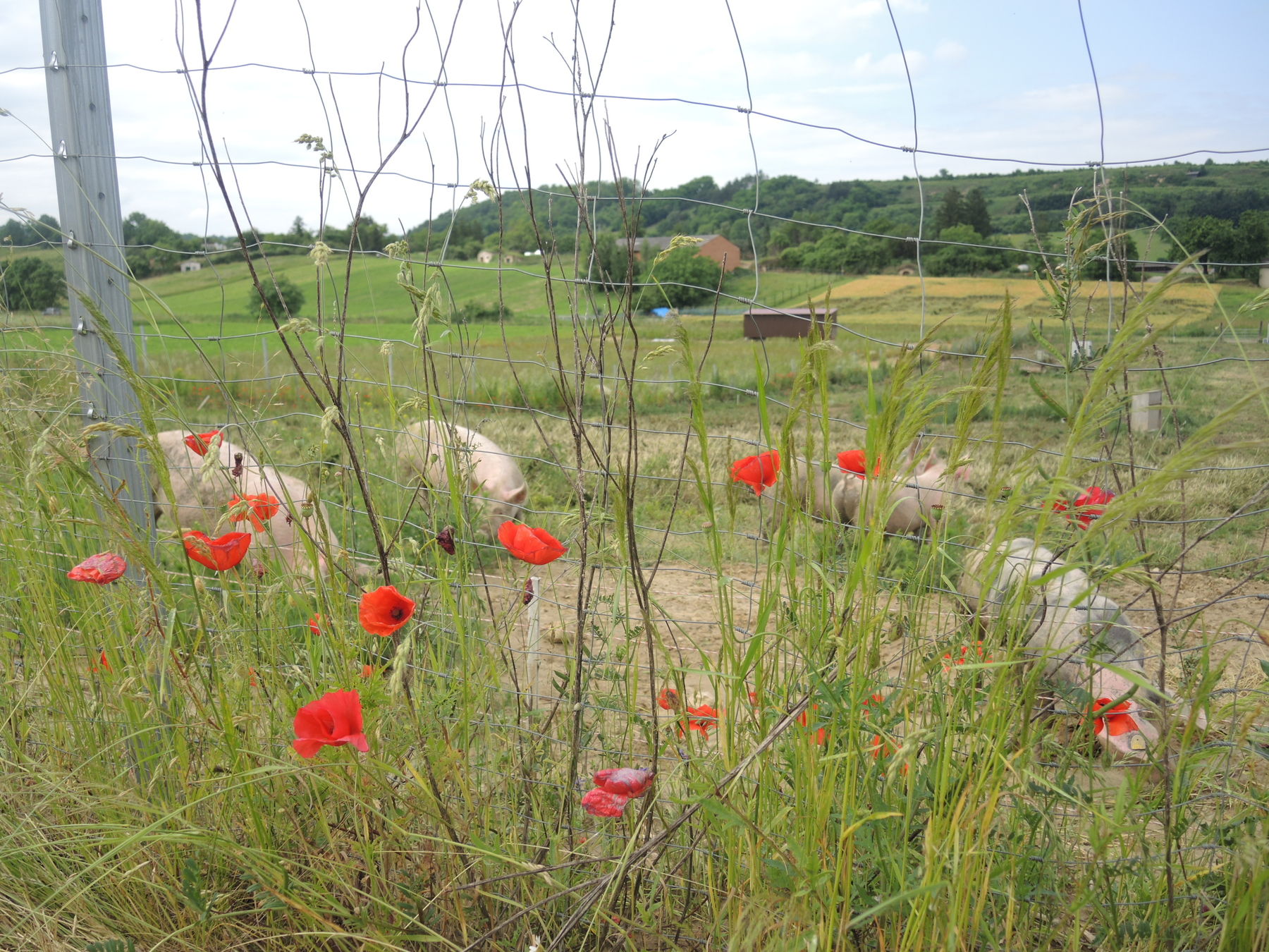 © Andrea Uhl LK NÖ © Andrea Uhl LK NÖ