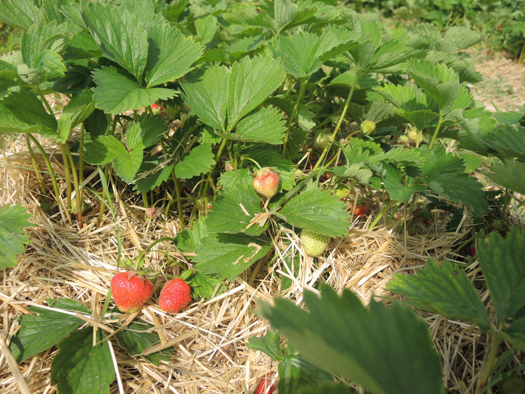 © Andrea Uhl LK NÖ © Andrea Uhl LK NÖ