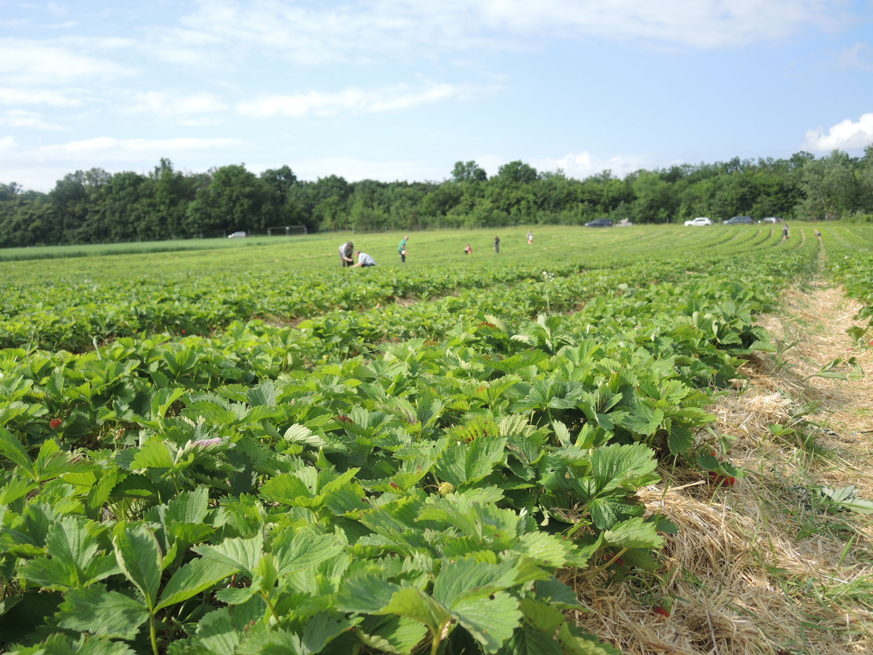 © Andrea Uhl LK NÖ © Andrea Uhl LK NÖ