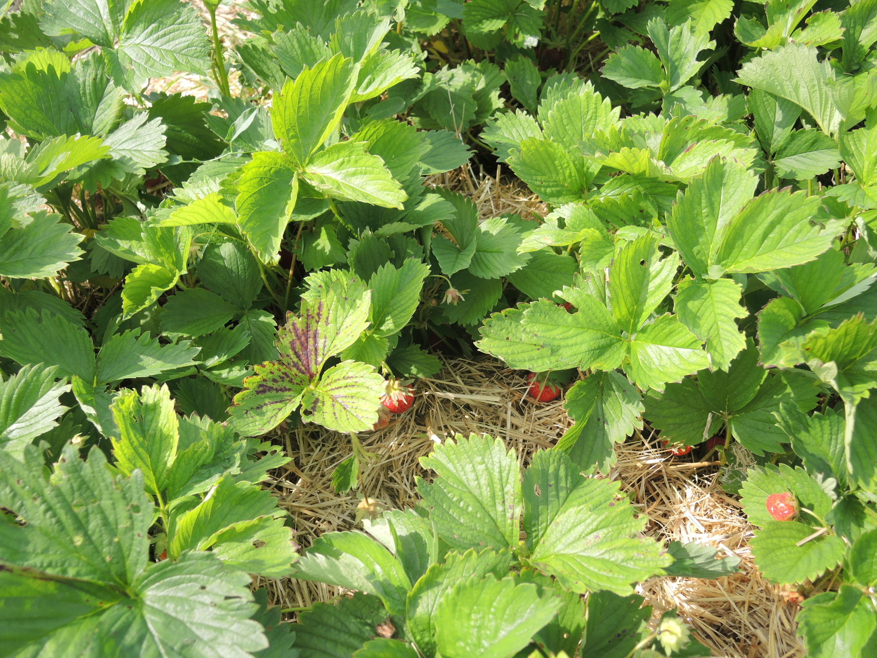 © Andrea Uhl LK NÖ © Andrea Uhl LK NÖ