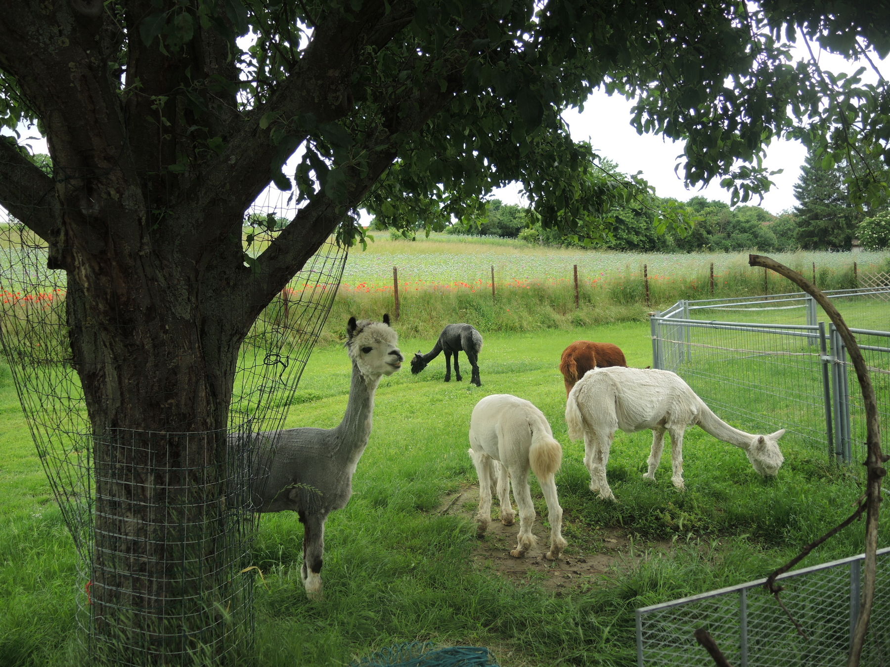 © Andrea Uhl LK NÖ © Andrea Uhl LK NÖ