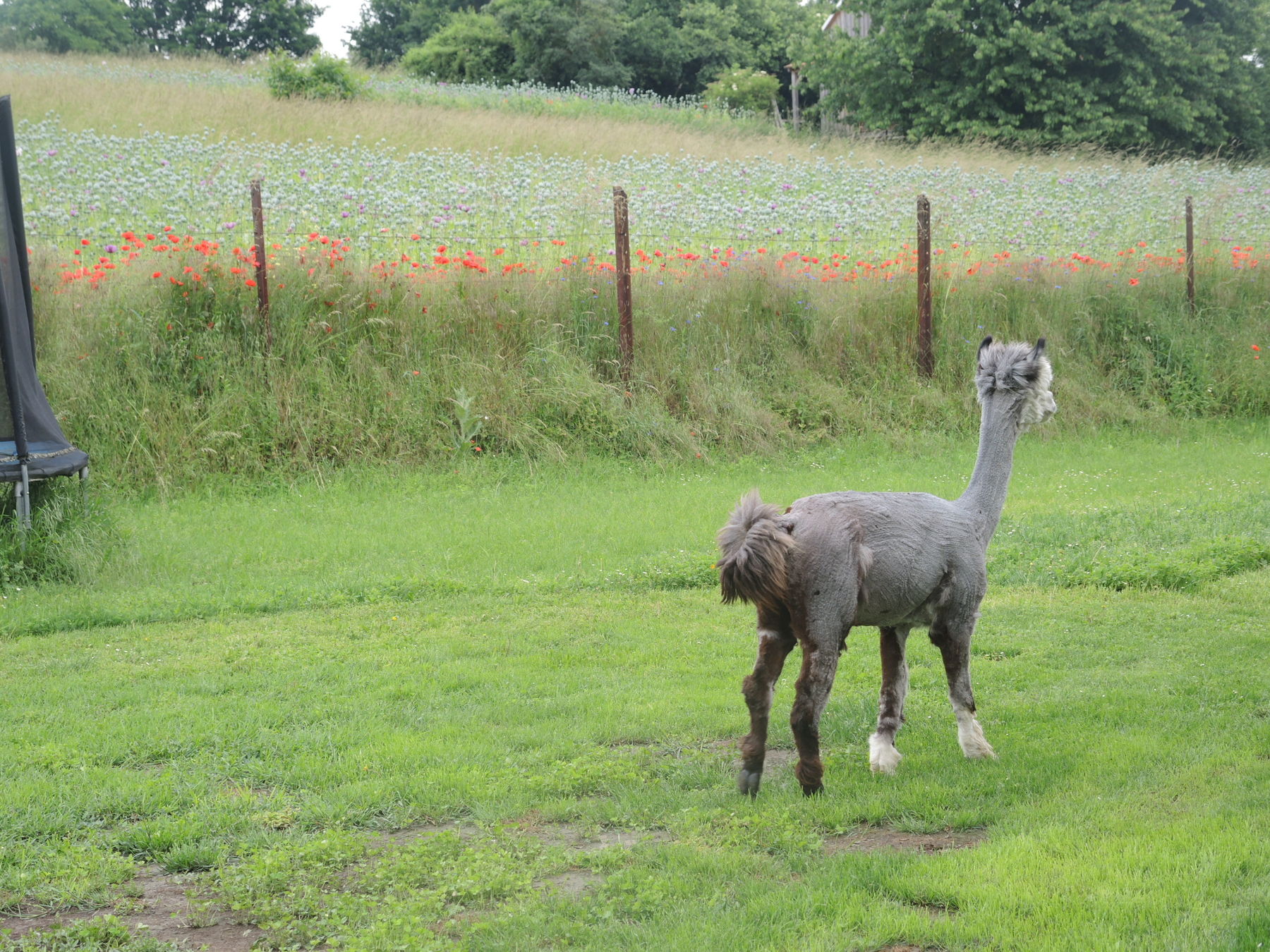 © Andrea Uhl LK NÖ © Andrea Uhl LK NÖ