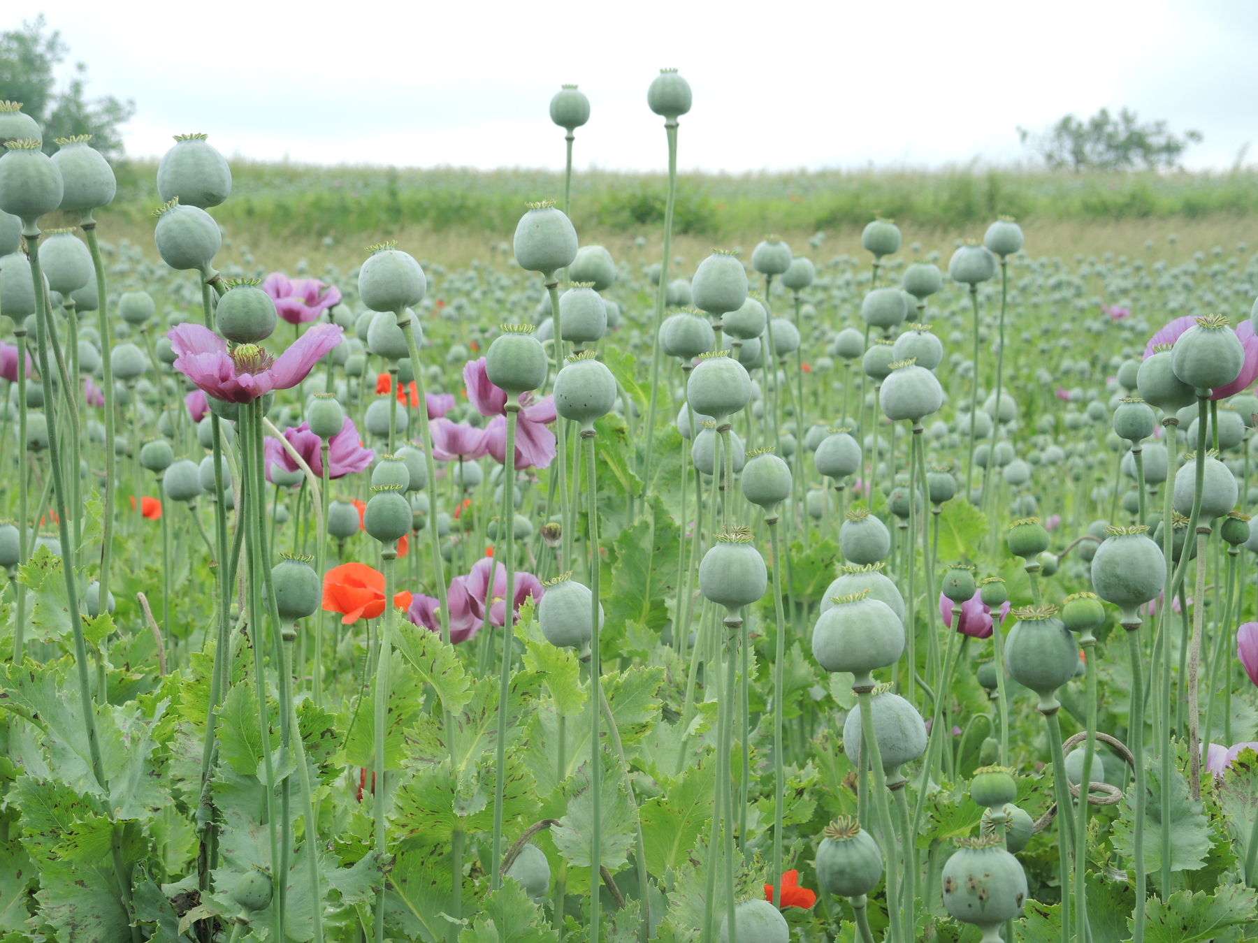 © Andrea Uhl LK NÖ © Andrea Uhl LK NÖ