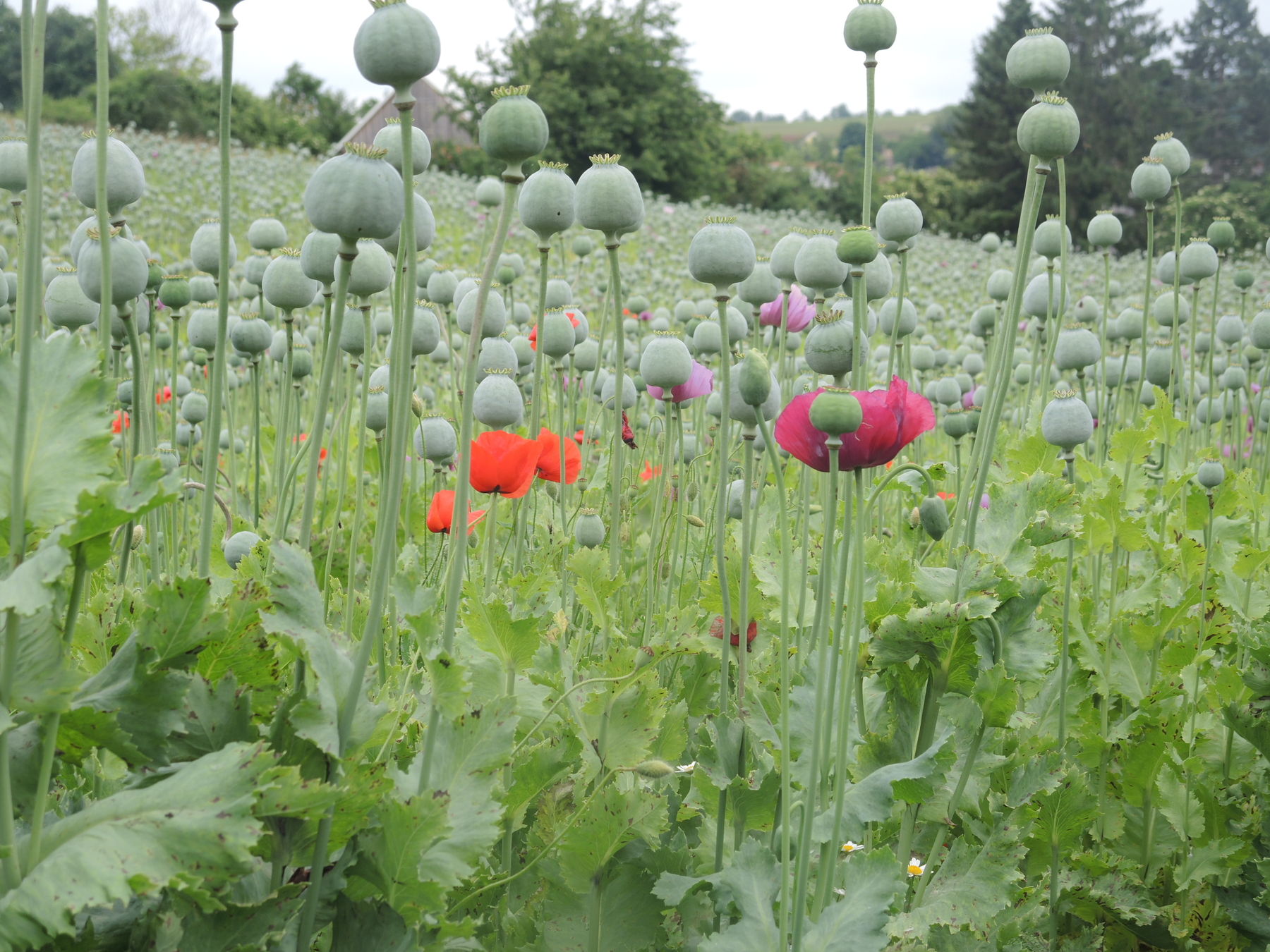 © Andrea Uhl LK NÖ © Andrea Uhl LK NÖ