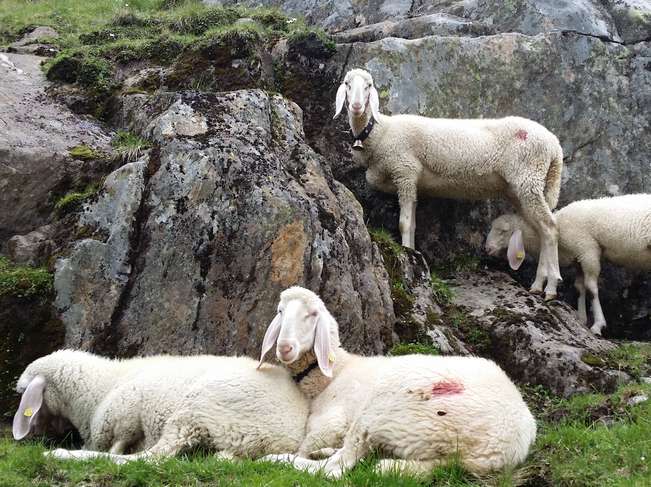 Schafe- und Ziegenmeldung.jpg