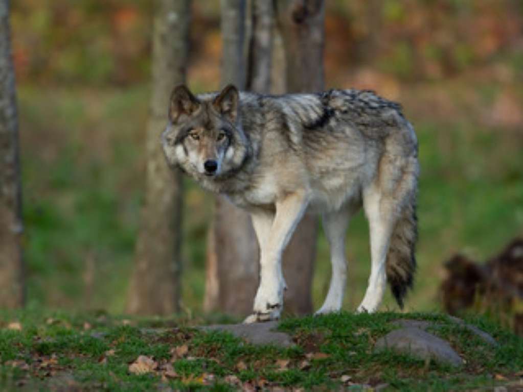 Wolf ©Adobe stockJ (Mittel).jpg © Adobe stock