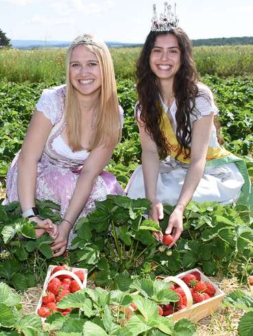 Erdbeeren Wiesen.jpg © Tesch-Wessely/LK Burgenland Erdbeeren Wiesen.jpg © Tesch-Wessely/LK Burgenland